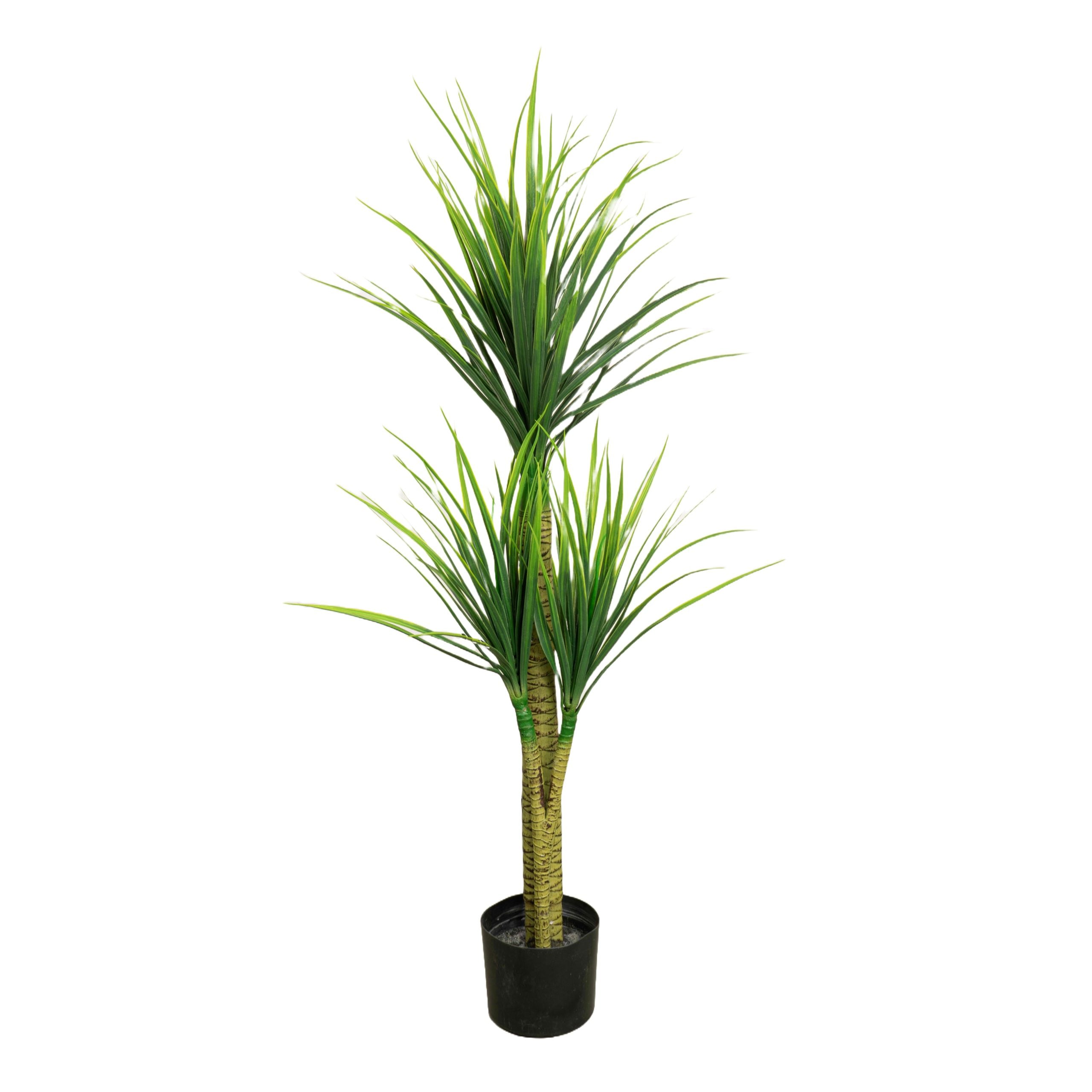 Kunst Dracaena